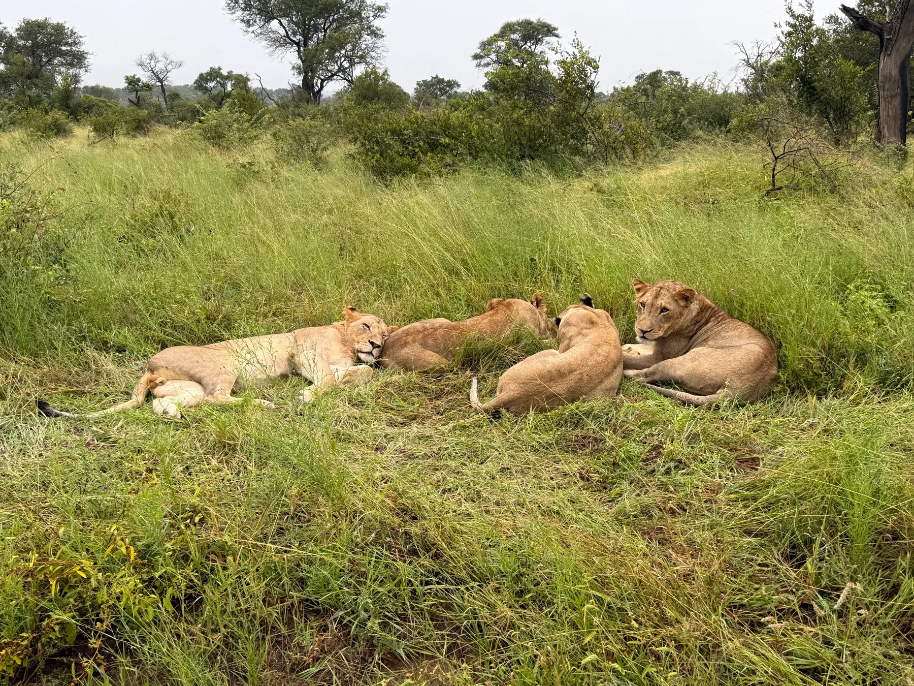 African safari
