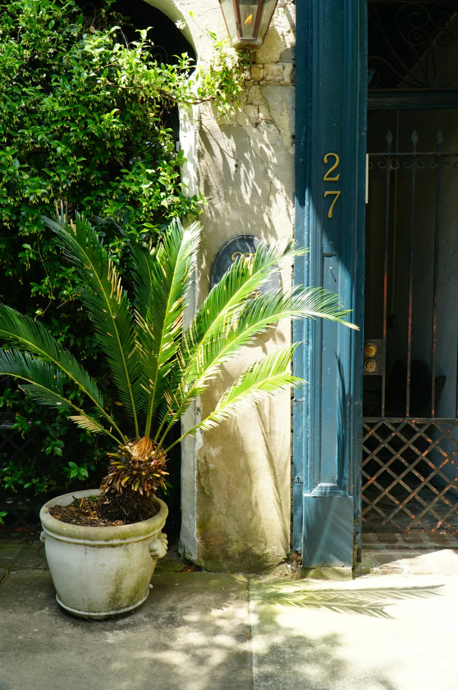 Charleston-SC-palm-tree