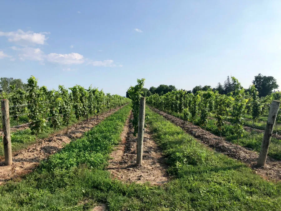Wine tasting in Niagara-on-the-Lake in Canada