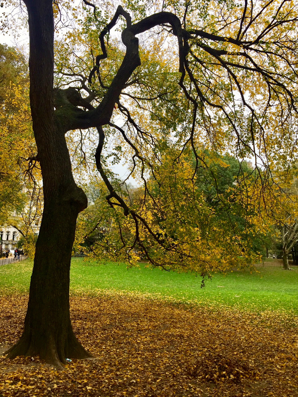 Walk through Central Park and fall foliage for 24 hours in New York City travel fix.