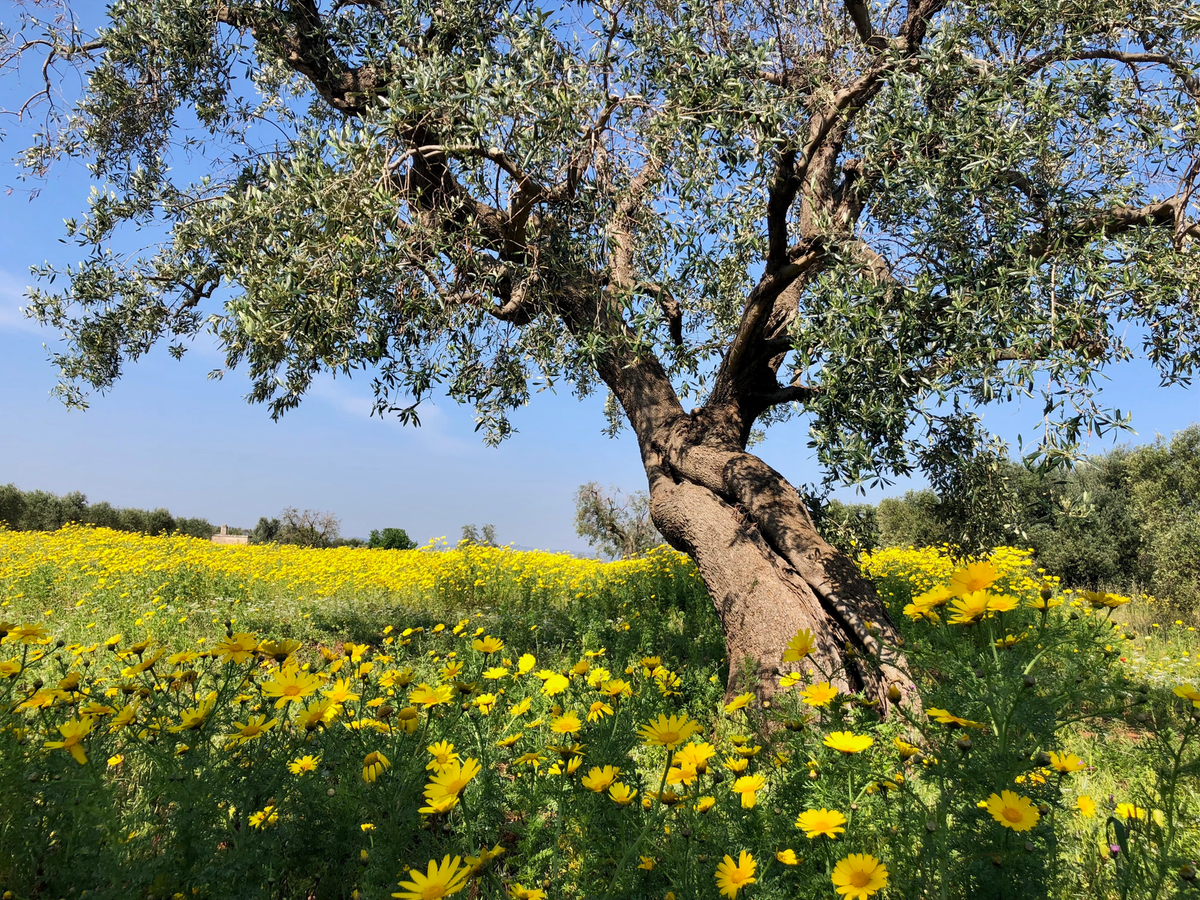 Everything You Need to Know About Staying at an Agriturismo in Italy