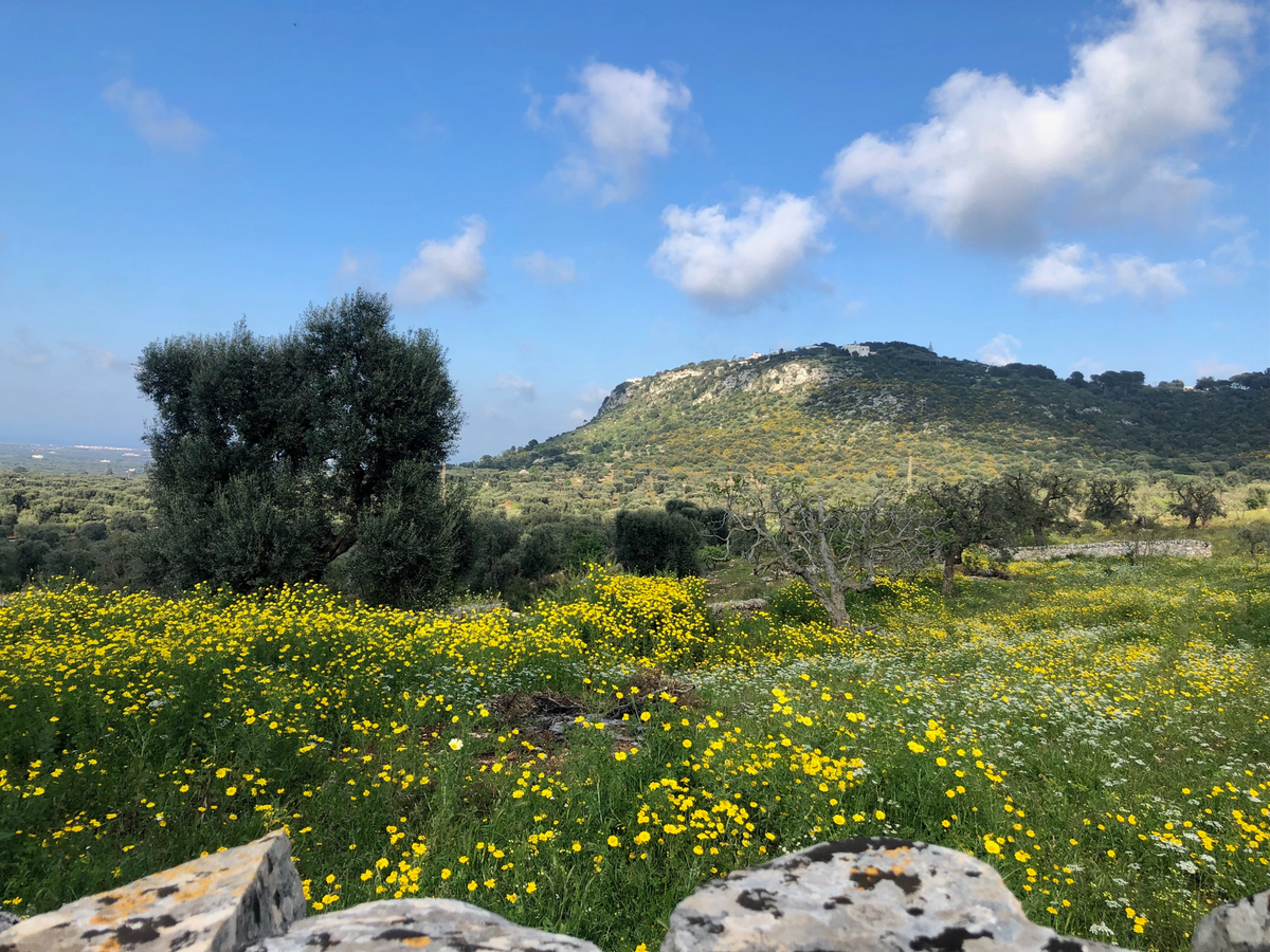 Masseria Morrone, Puglia countryside