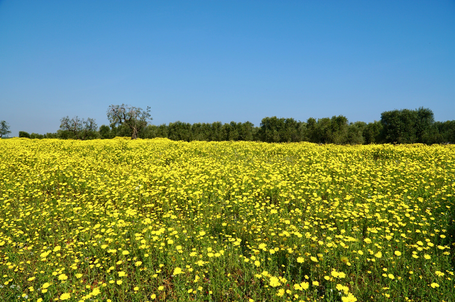 Walking through sunflower fields in Puglia Italy