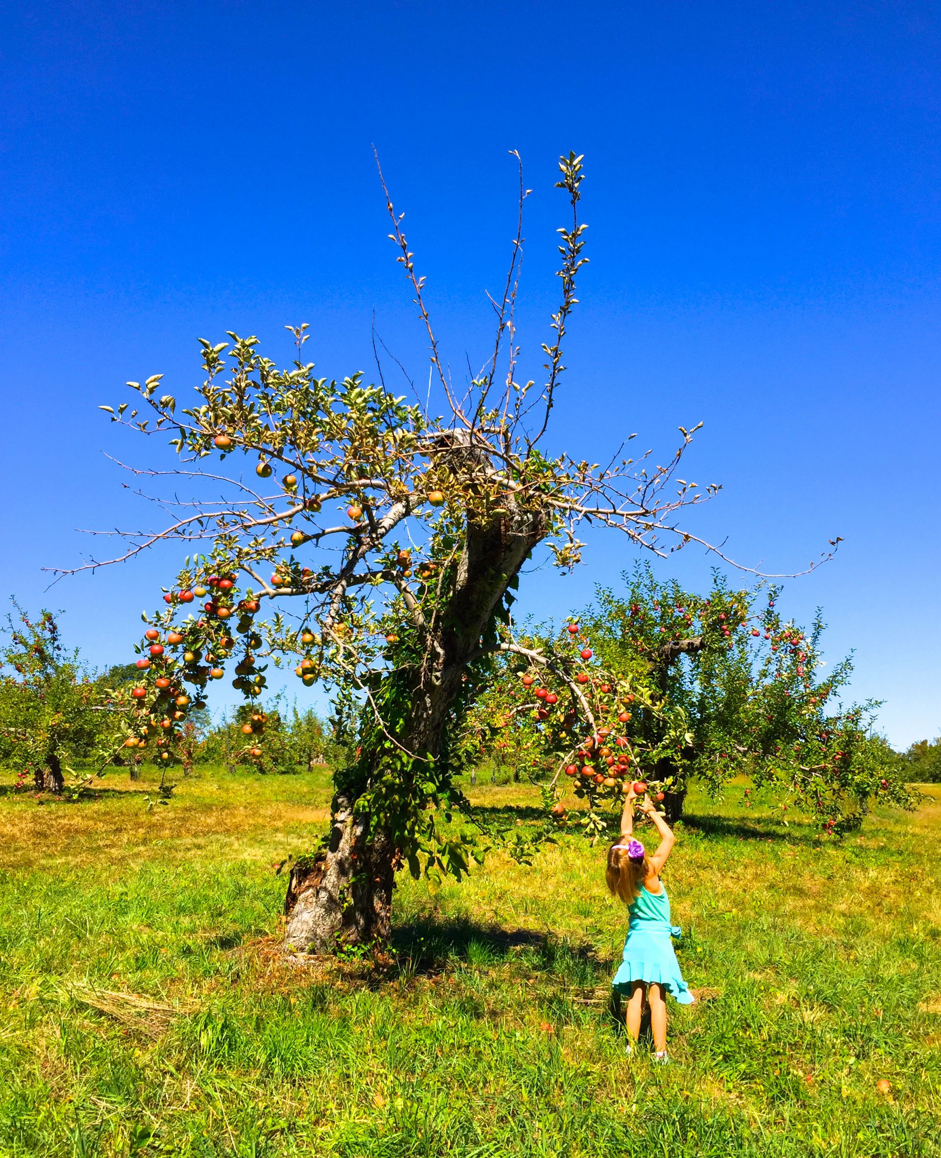 Annual Westchester Fall Guide: Festivals, Halloween Events, Apple Picking and More