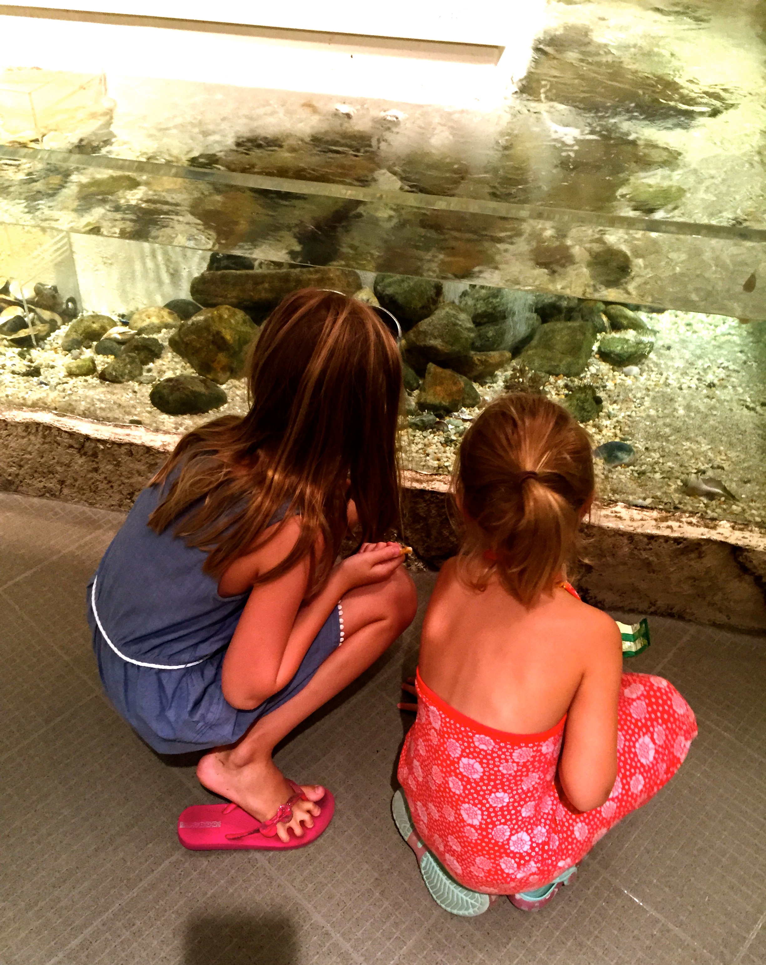 Art + Natural History at Greenwich’s Bruce Museum