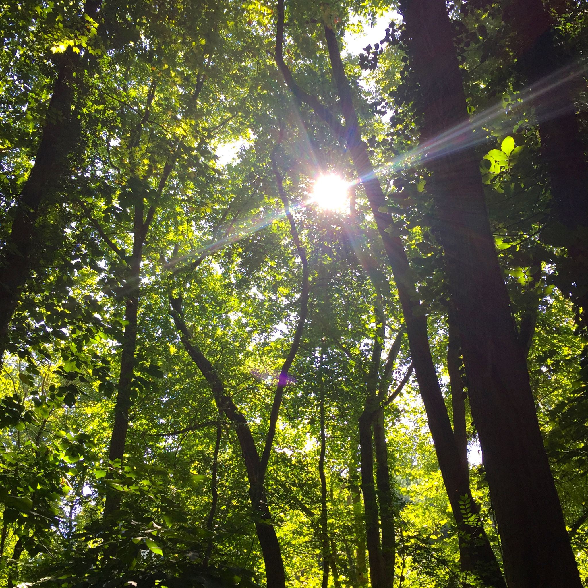 woods-sheldrake-larchmont-new-york-