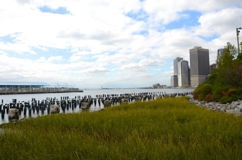 Grasslands in Brooklyn Bridge Park