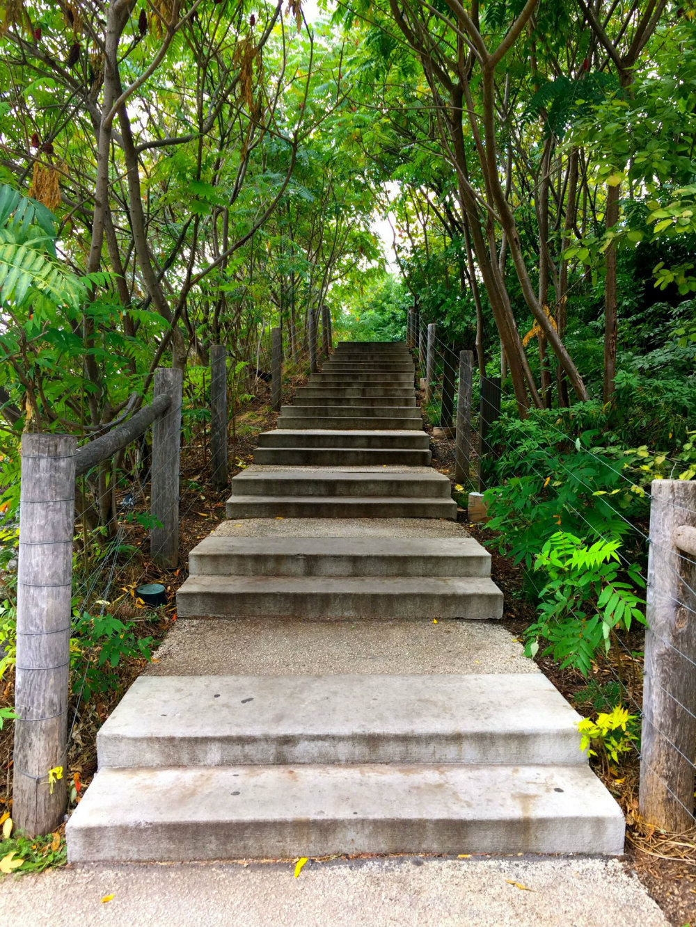 Stairway in the trees in Brooklyn Bridge Park.