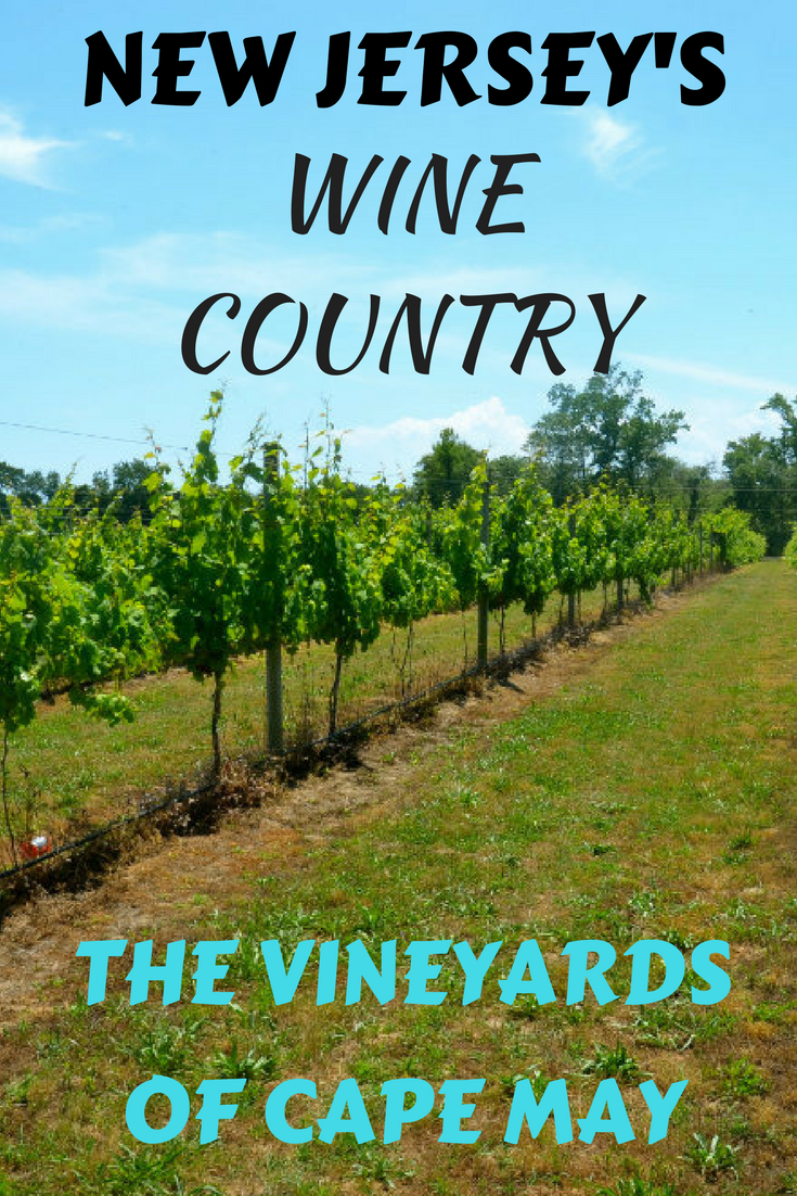 The wine vineyards of Cape May, New Jersey are fast becoming a popular local and tourist destination.