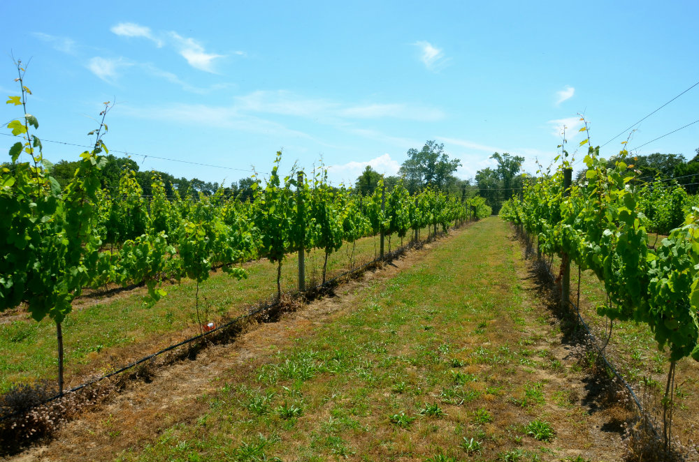 Hello Cape May Wine Vineyards: Yes, Wine Tasting in Jersey!