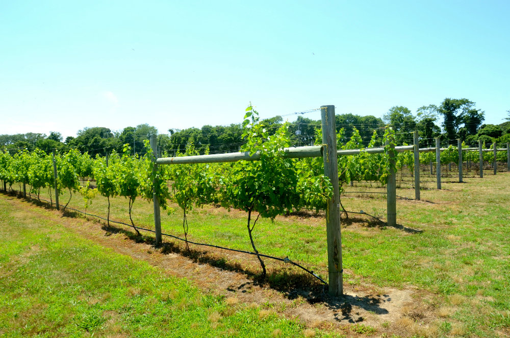 Wandering around Willow Creek wine vineyards in Cape May, New Jersey.