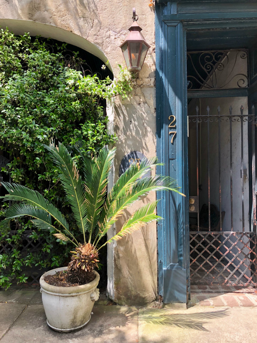 Charleston-palm-tree-caribbean-look
