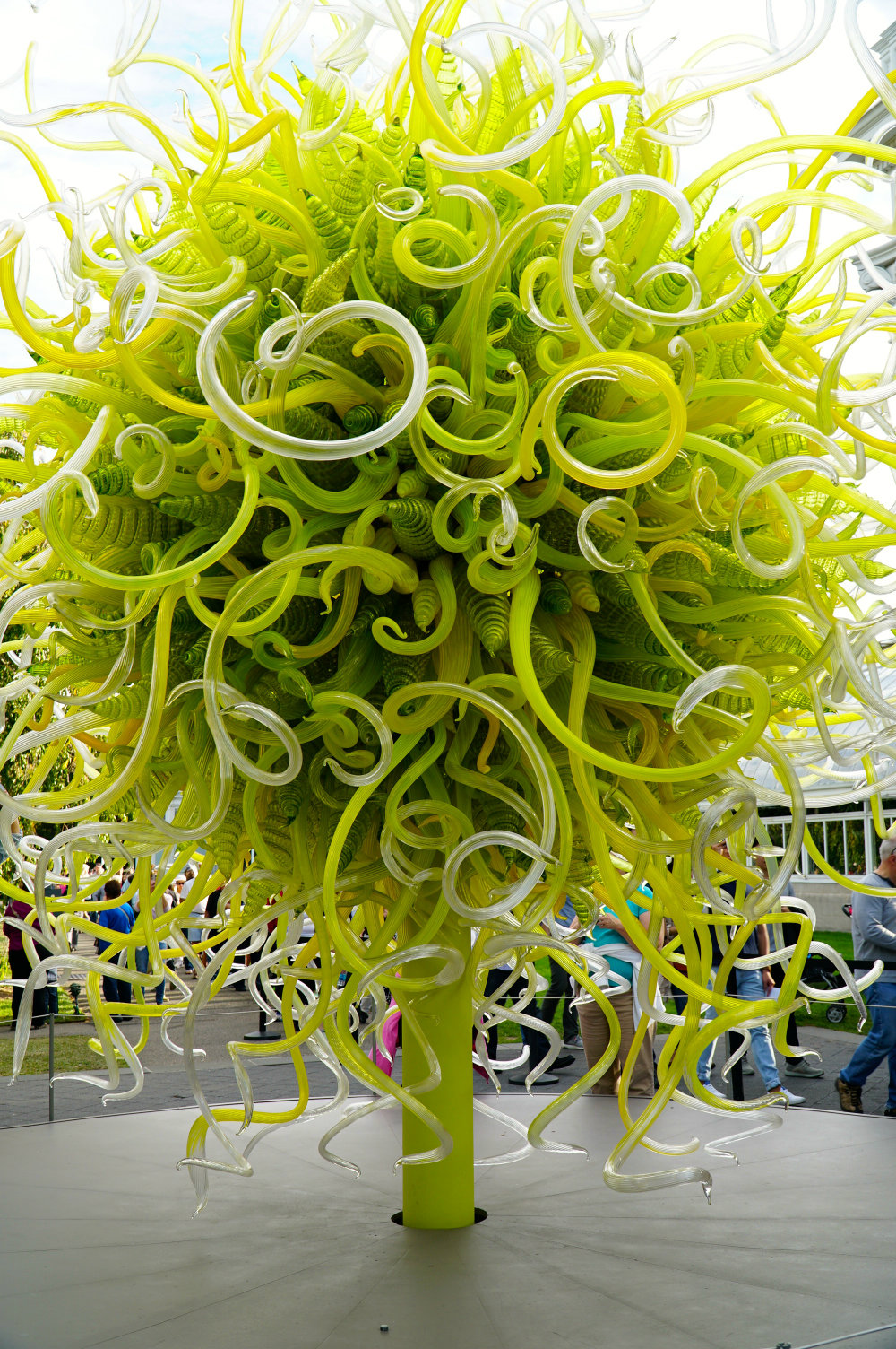 Admiring the details of the sol sculpture at the Chihuly exhibition at the New York Botanical Garden.
