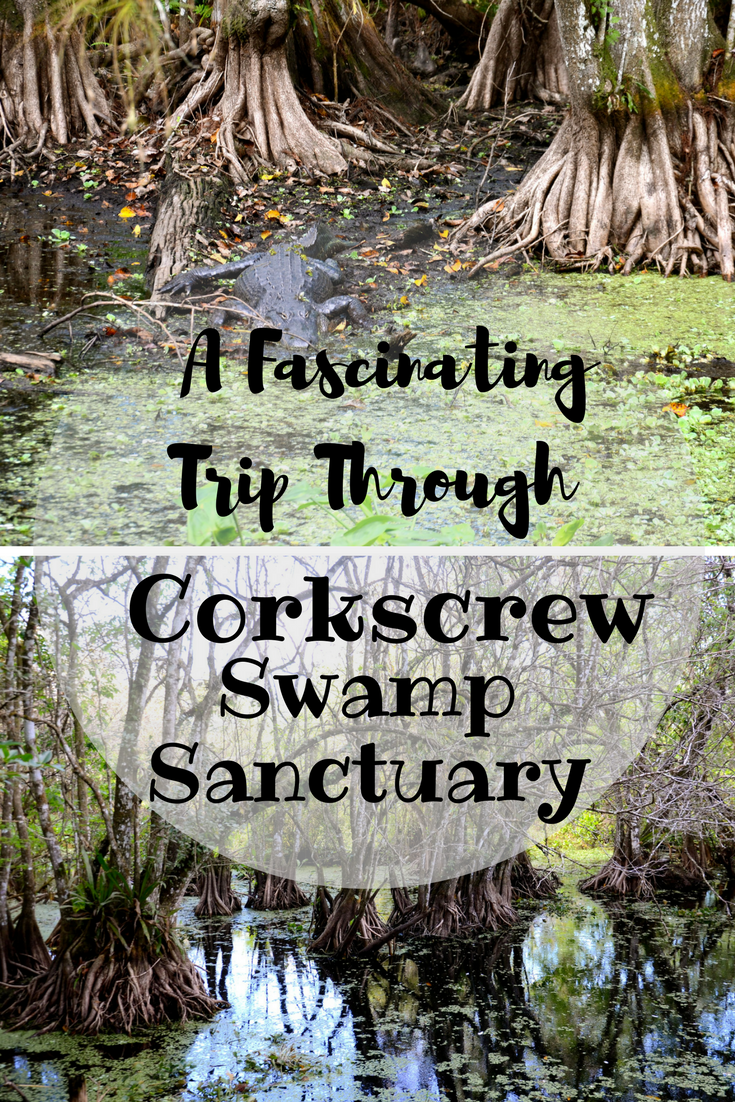 A fascinating trip through Corkscrew Swamp Sanctuary in Naples Florida.
