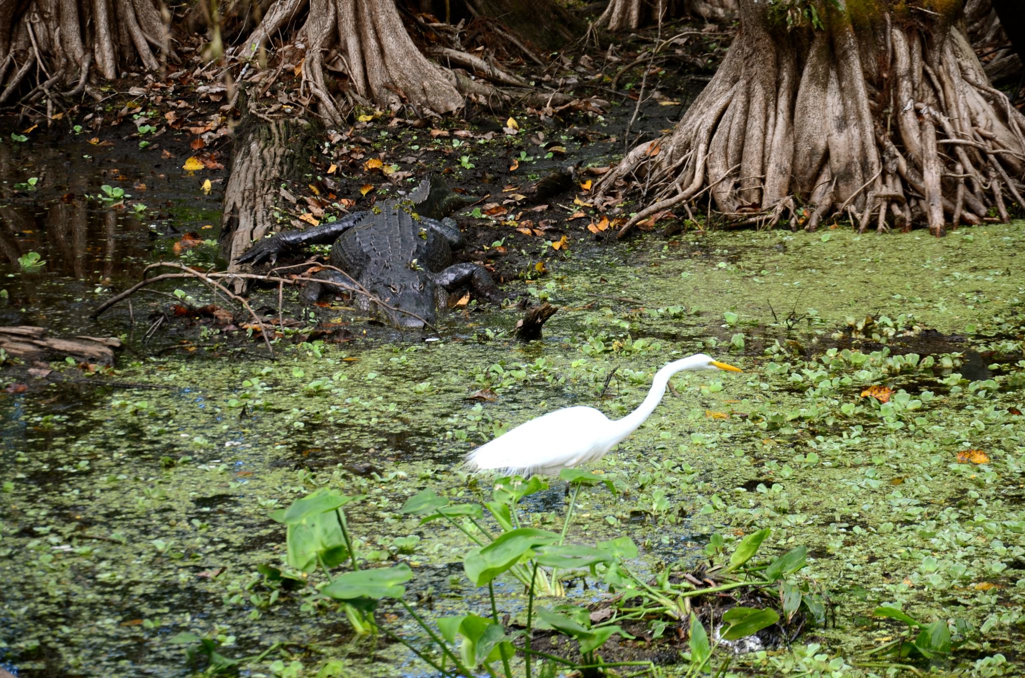 Corkscrew Swamp Sanctuary in Naples Florida.