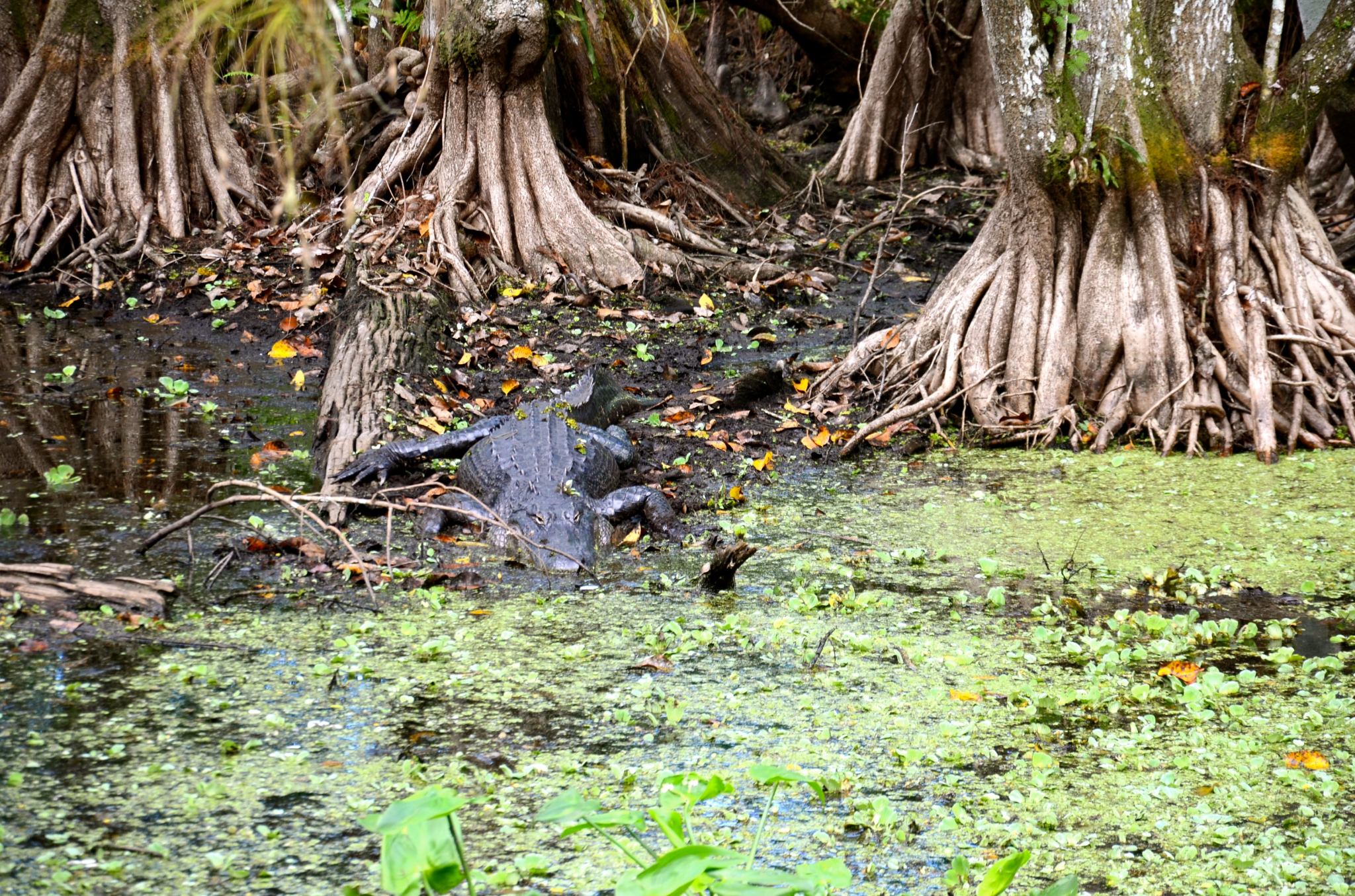 Corkscrew Swamp Sanctuary: A Wildlife Gem in Naples, Florida