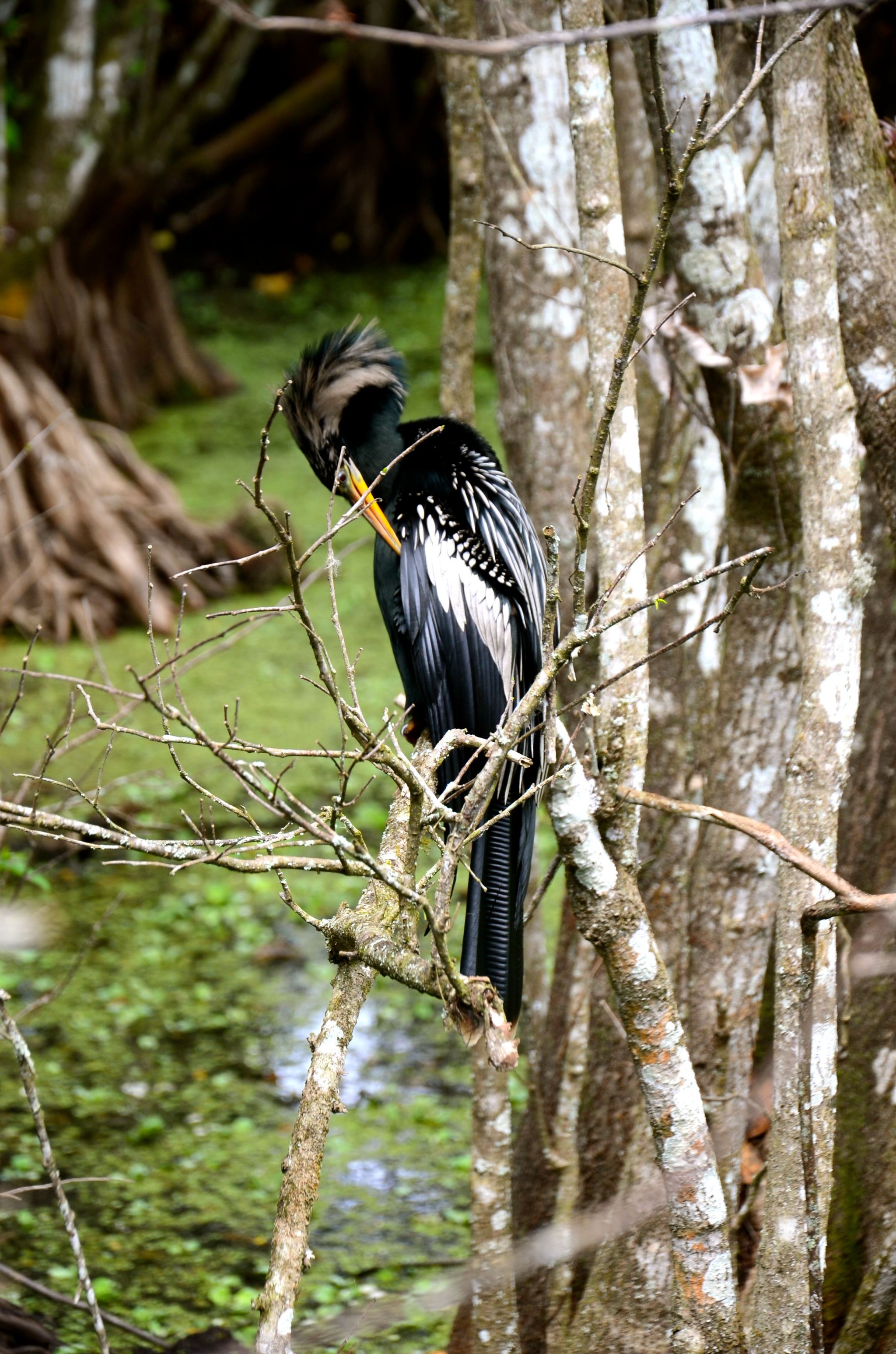 bird-corkscrew-naples-florida-DSC_5670