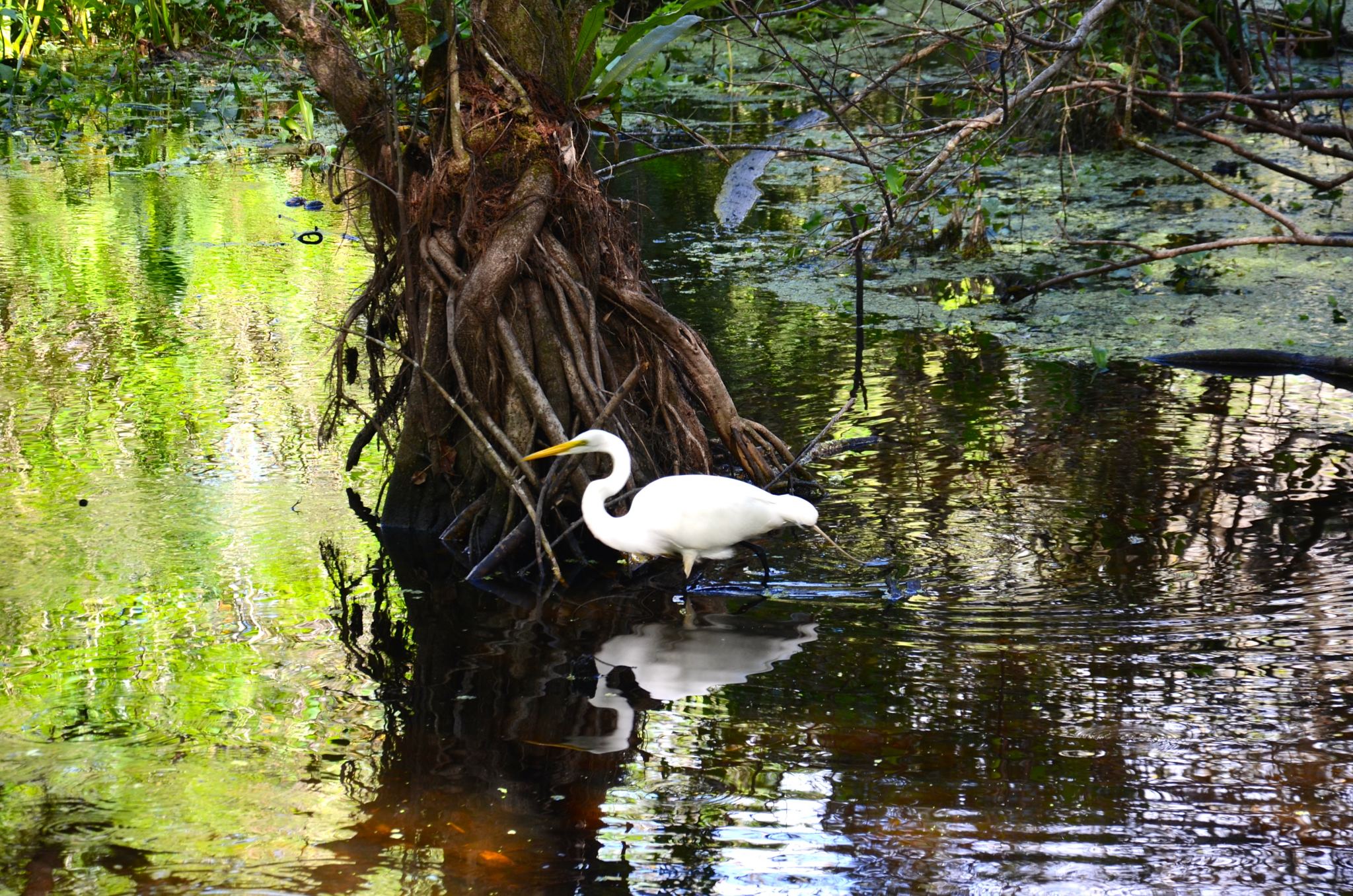 Birds in Corkscrew Swamp Sanctuary in Naples Florida