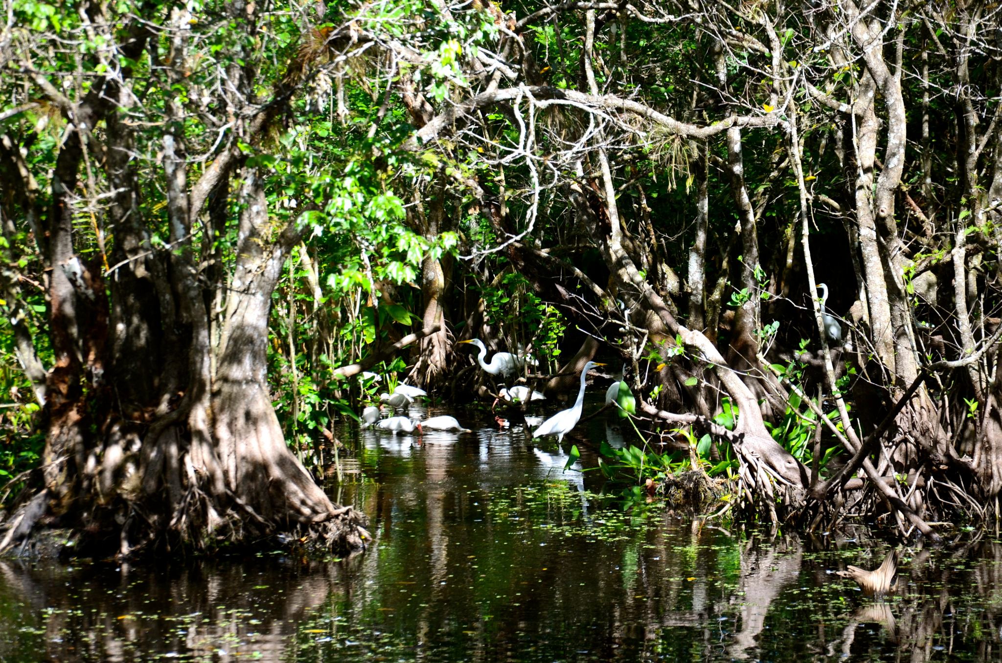 bird-sighting-corkscrew-swamp-DSC_5642