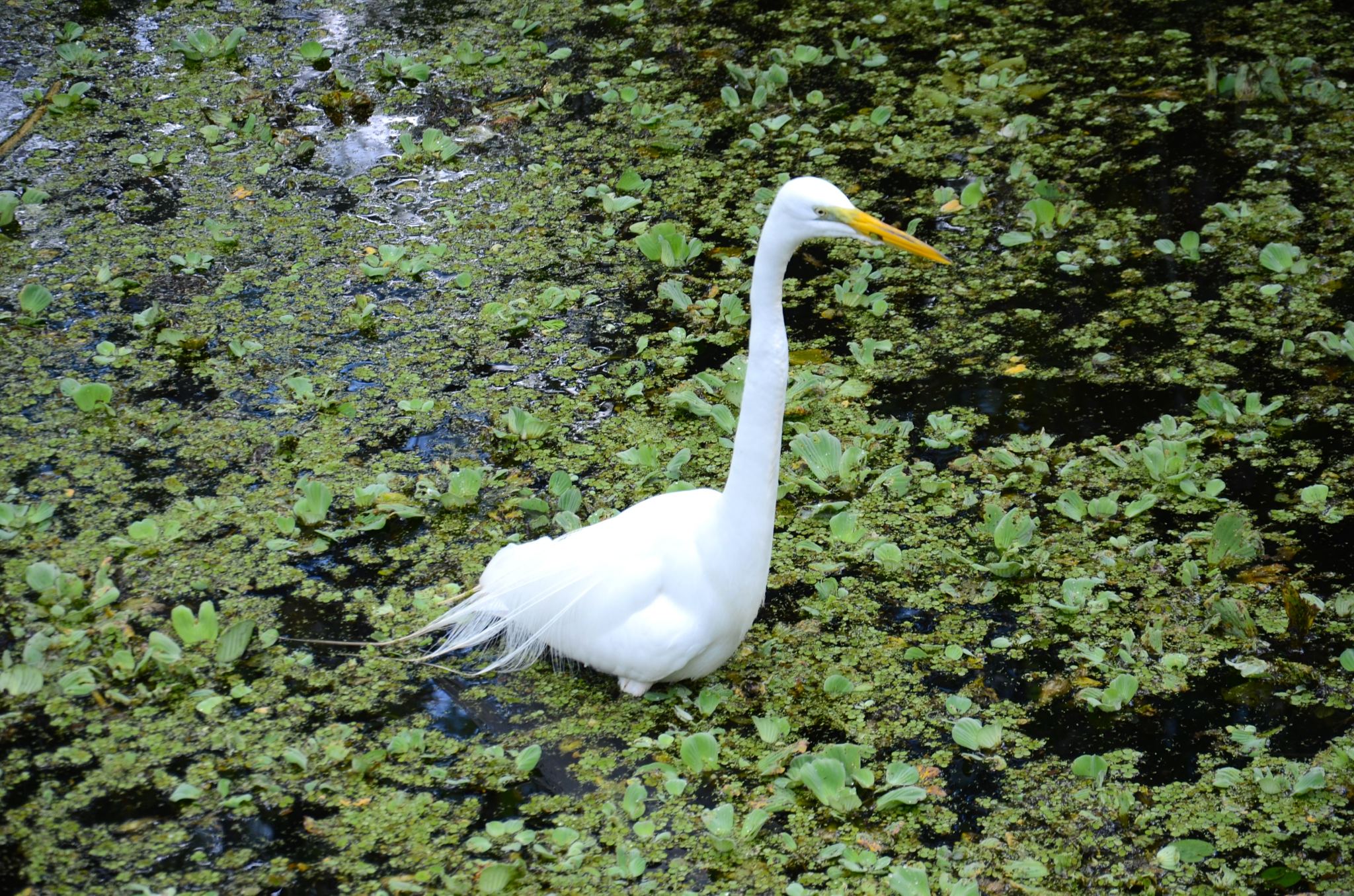bird-swamp-naples-florida-DSC_5675