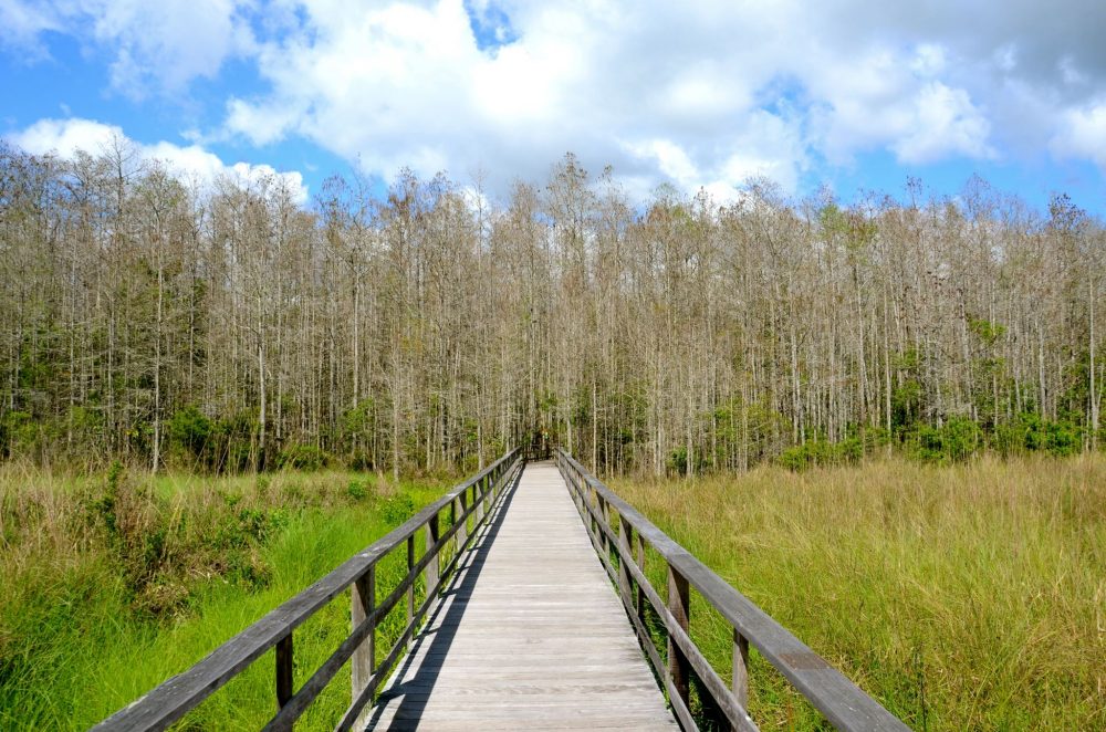 Boardwalk going into Corkscrew Swamp Sanctuary in Naples Florida.