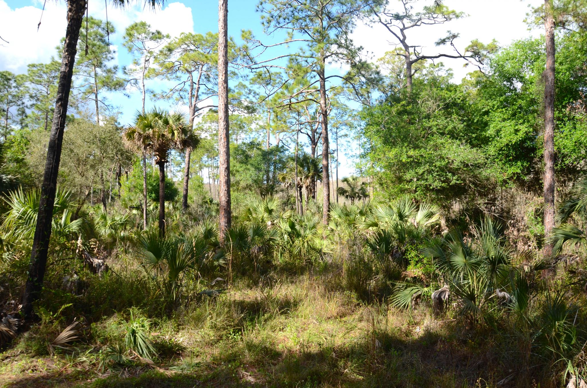 Corkscrew Swamp Sanctuary in Naples Florida