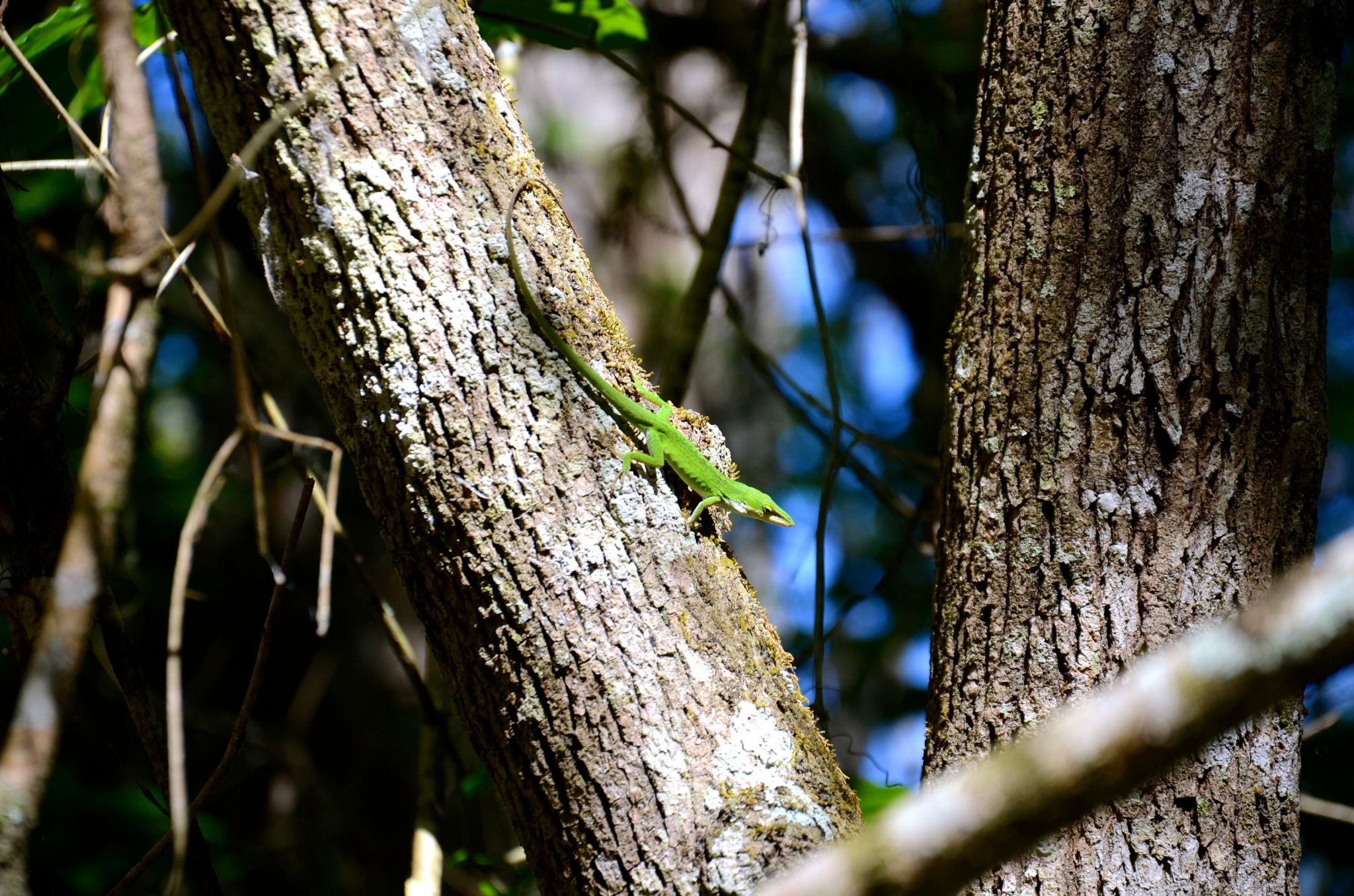 Lizard at Corkscrew Swamp Sanctuary in Naples Florida.