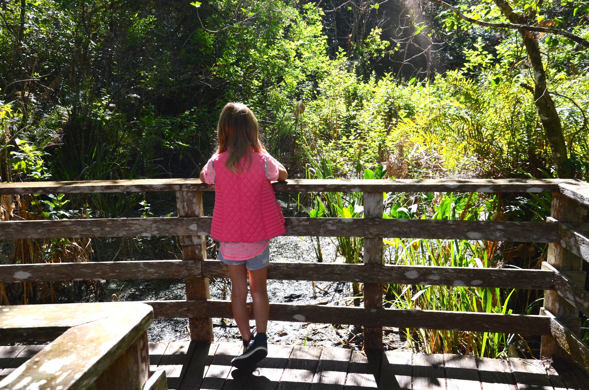 Looking out onto Corkscrew Sanctuary from the boardwalk.