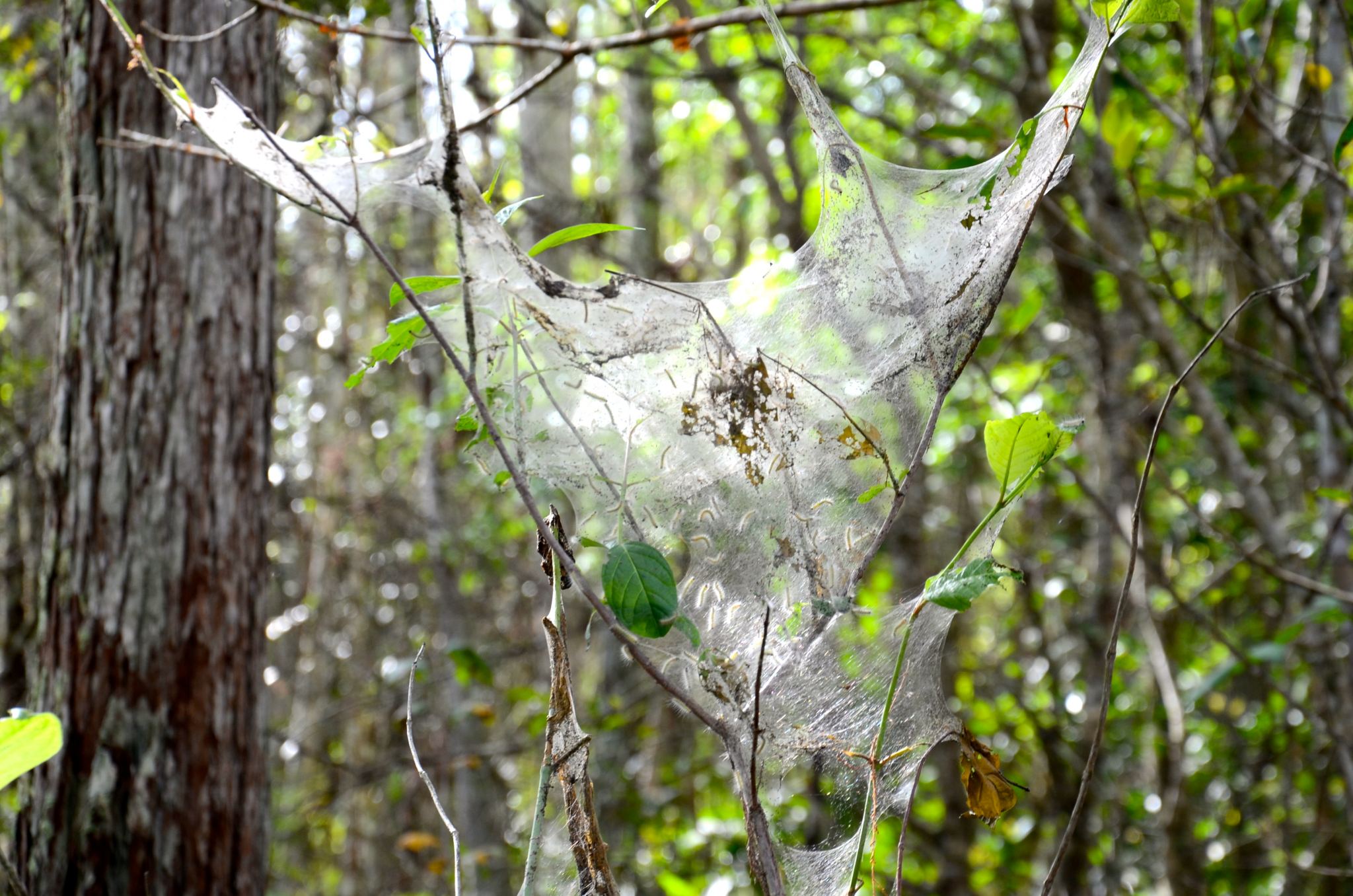 spider-web-corkscrew-DSC_5592