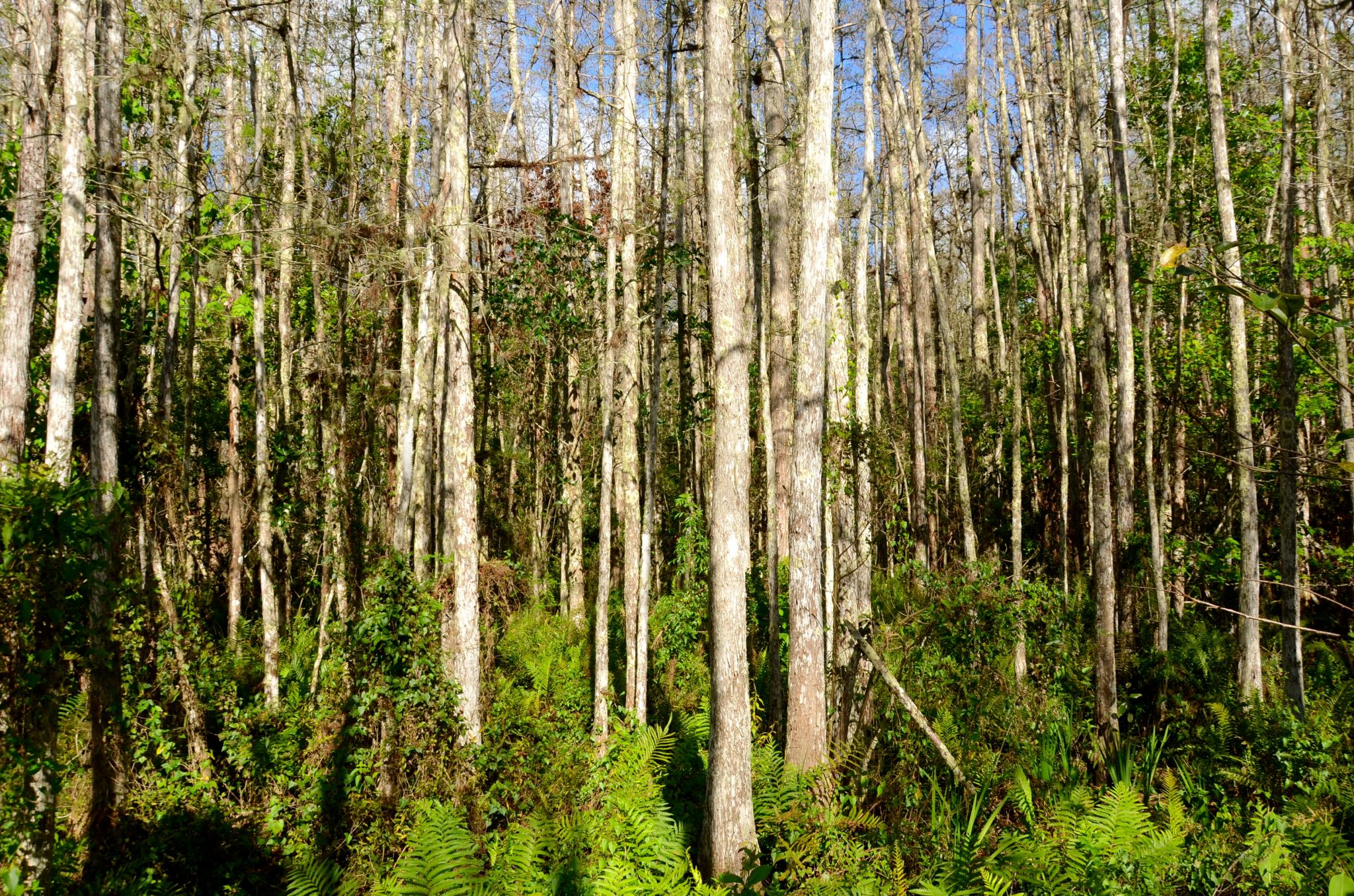 Woods at Corkscrew Swamp Sanctuary in Naples Florida.