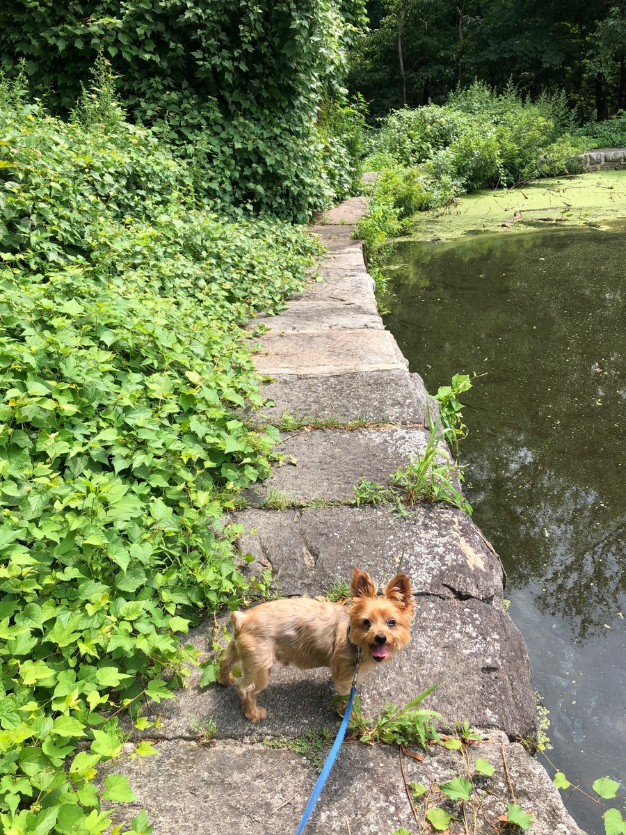 Taking our dog for a walk at Sheldrake Environmental Center in Larchmont in Westchester