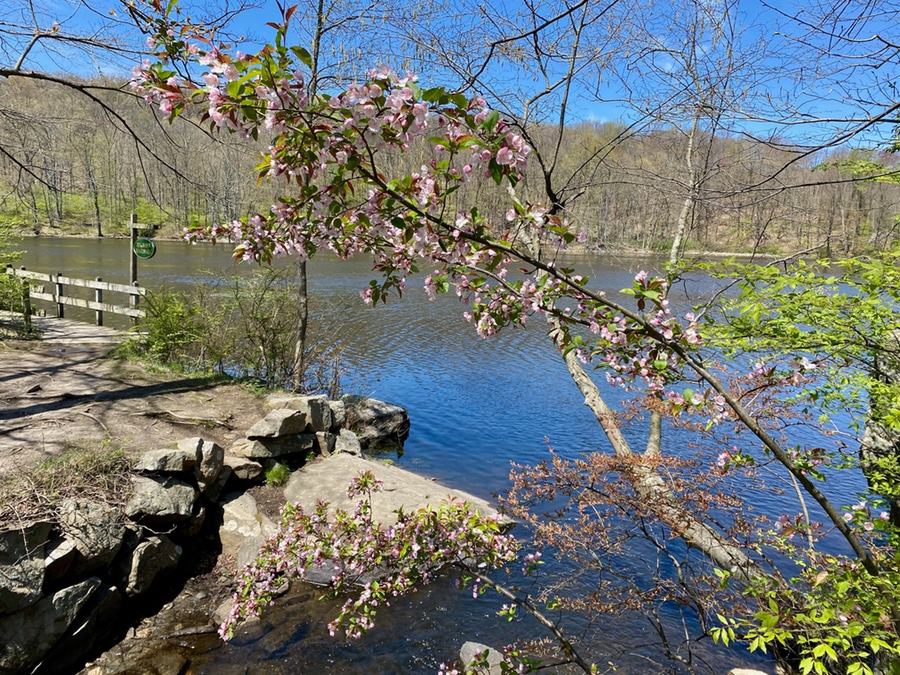 Teatown Lake preservation in Ossining, Westchester, dog-friendly-trail