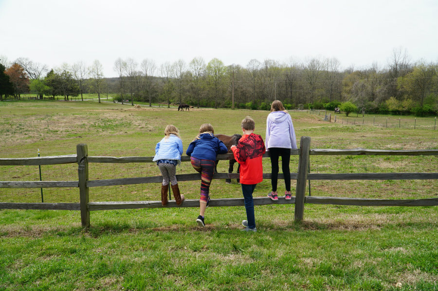 Watching the horses at the Hermitage in Nashville, TN