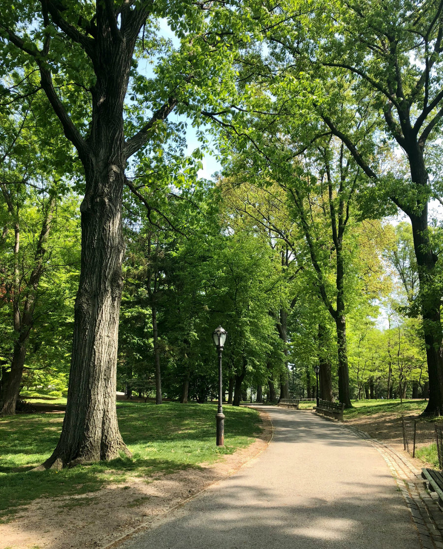 Walk through Central Park in New York City