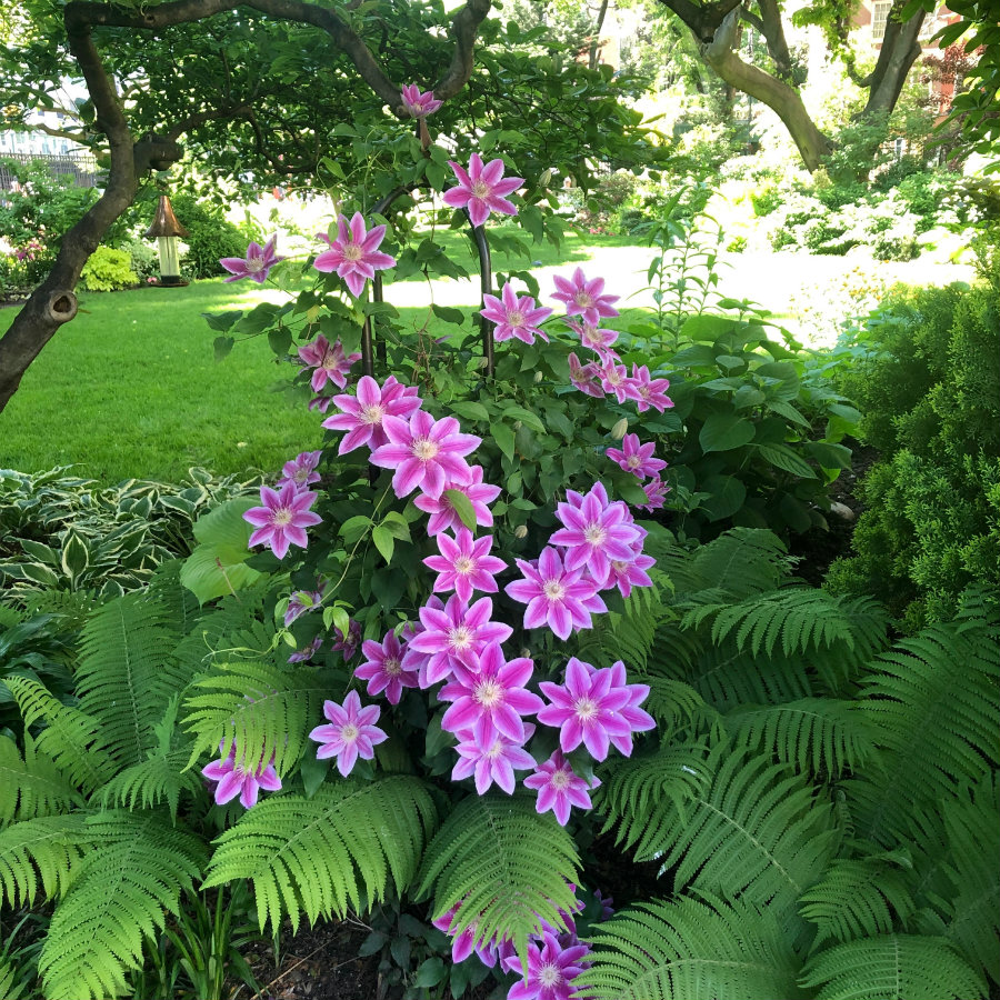 A walk through Jefferson Market Garden in New York City