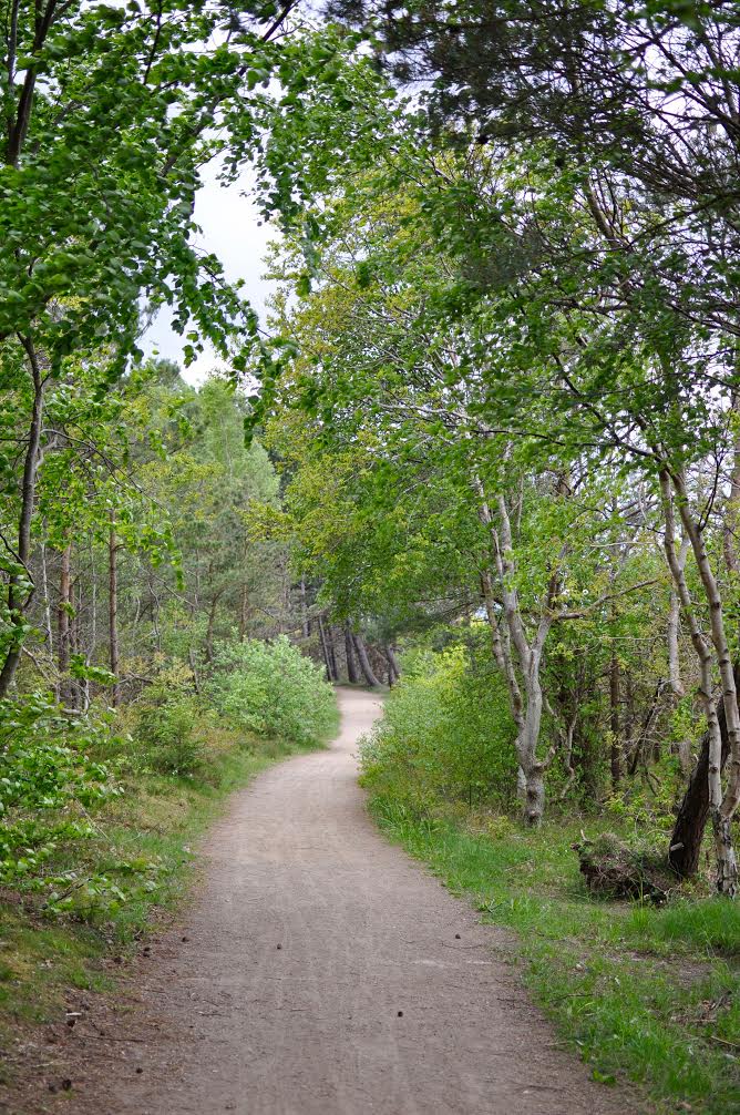 Path in the woods on a family vacation in Denmark north of Copenhagen.