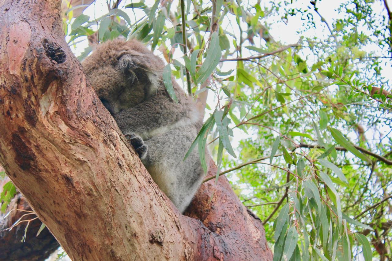 Exploring the Kola Conservation in Phillip Island Australia.