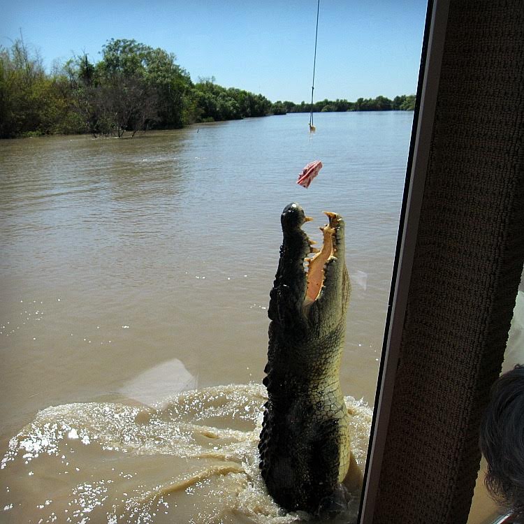 Alligator feeding with Our Globetrotters in Darwin Australia.