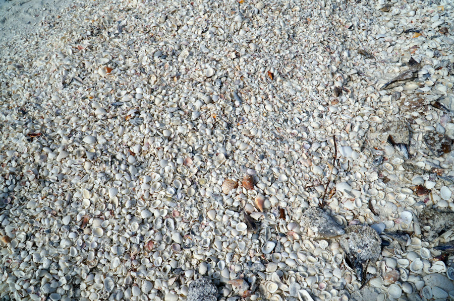 Shelling on Keewaydin Island in Florida.