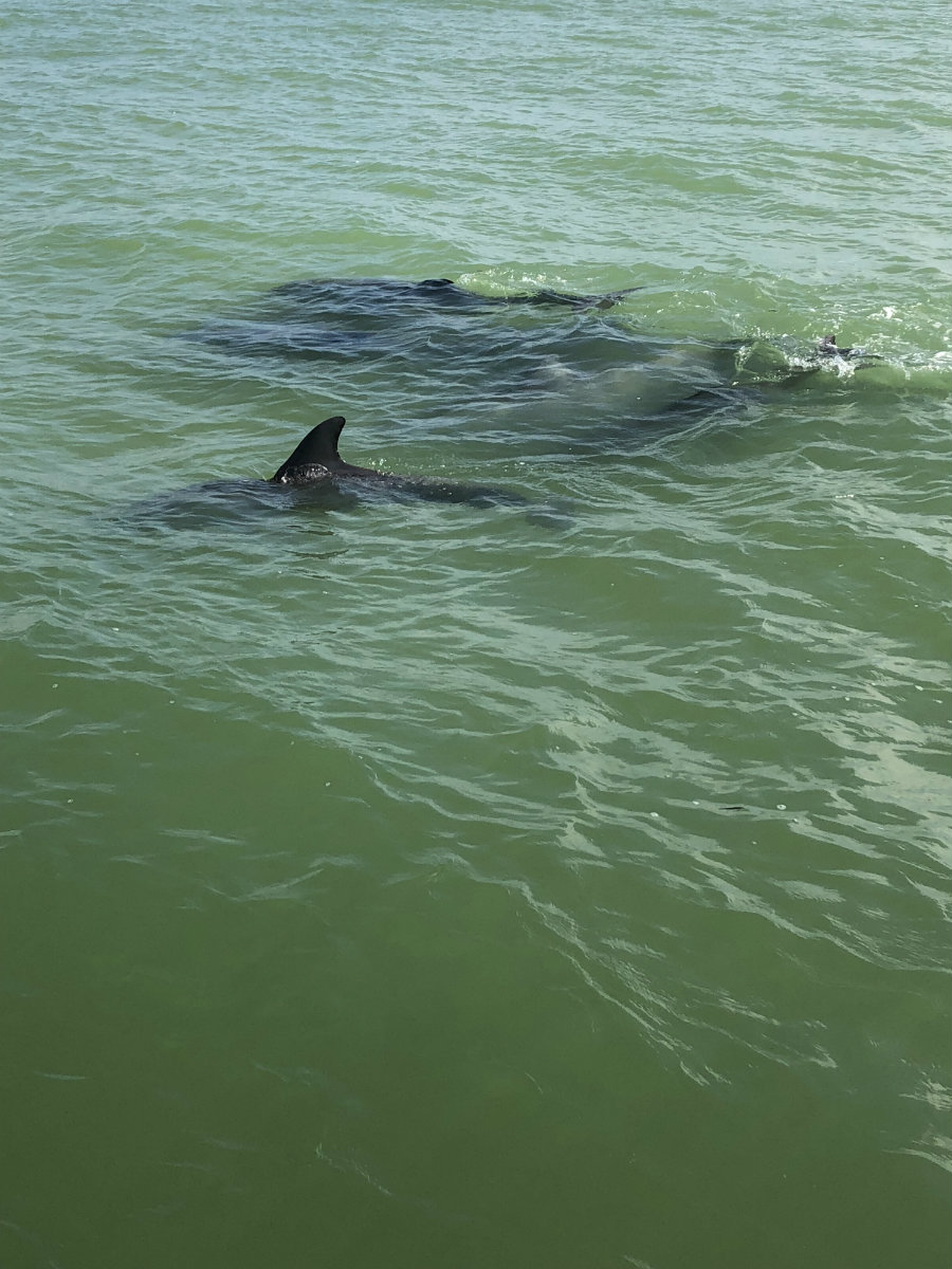 Dolphin watching on the Hemingway Shuttle to Keewaydin Island.
