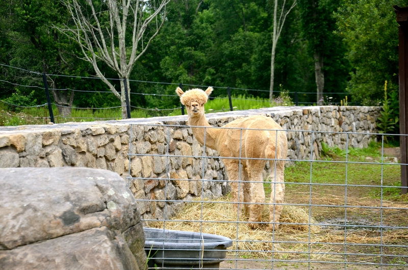 Exploring Action Wildlife in Litchfield County, Connecticut.