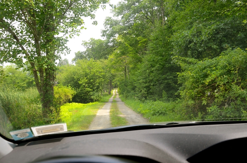 driving-action-wildlife-