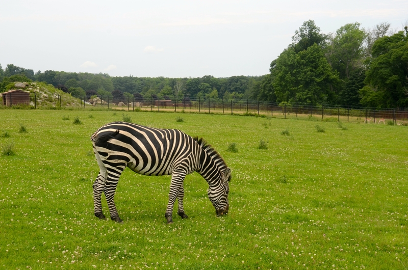Zebra watching at Action Wildlife in Litchfield County, Connecticut.