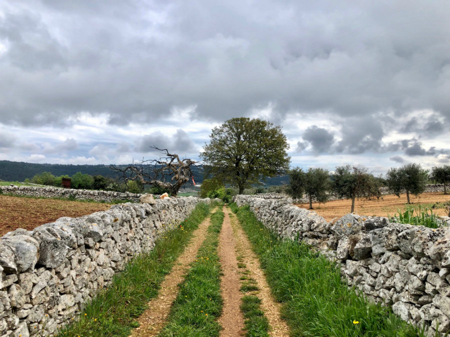 Walking through Puglia countryside from Alberobello to Locorotondo