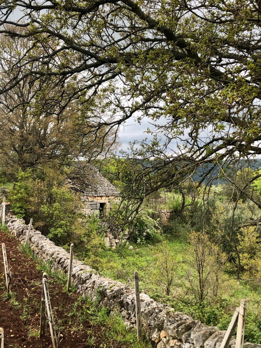 A Trullo house in Puglia countryside