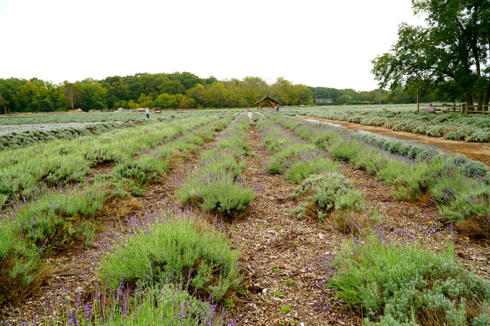 Lavender by the Bay farm in the North Fork, Long Island.