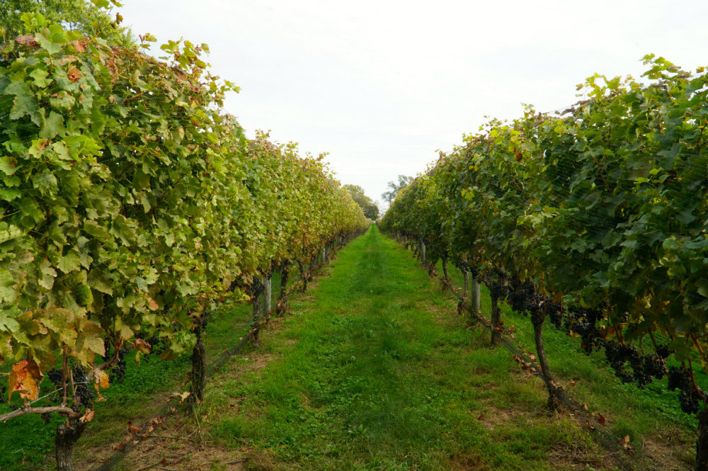 Wine vineyards in the North Fork, Long Island is part of our guide to why the North Fork makes for the perfect weekend away.