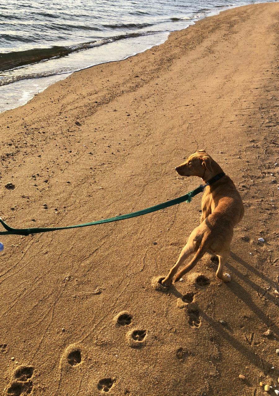 Madison-Beach-Hotel-dog-beach-dog-walk