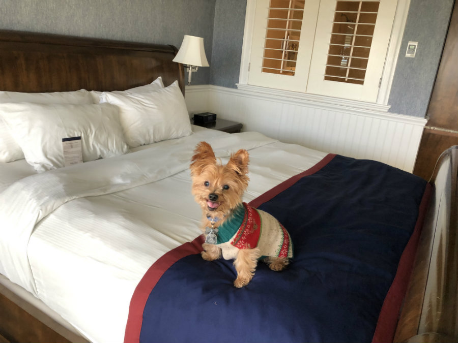 Why We Love the Pet-Friendly Madison Beach Hotel
