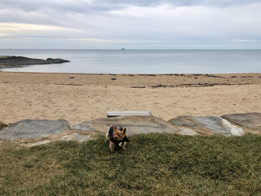 Beach walk with the dog at the Madison Beach Hotel